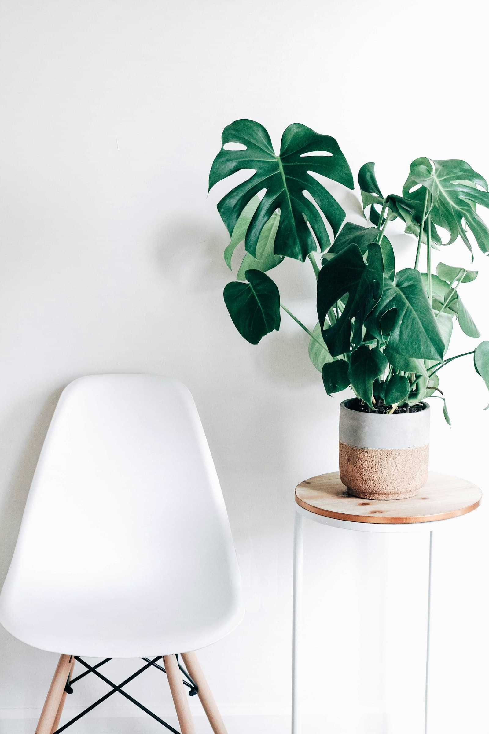 Lush indoor tree with broad green leaves