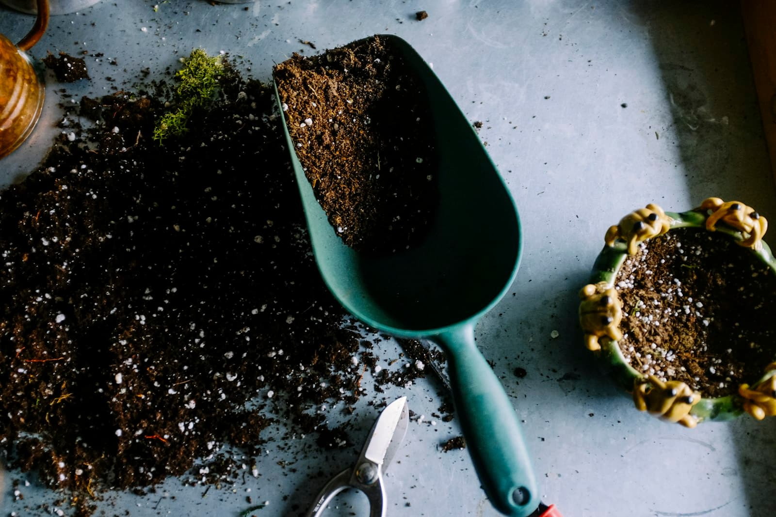 Seedlings sprouting in rich garden soil