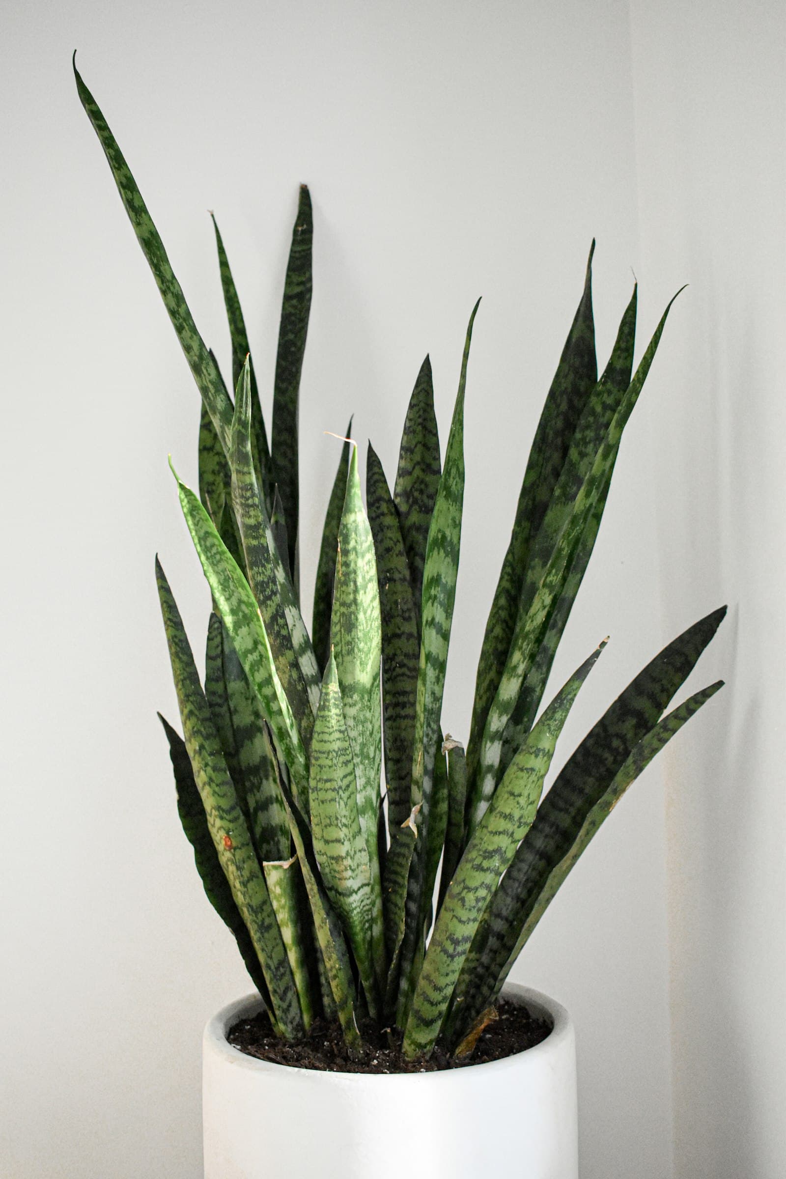 Tall snake plant with upright patterned leaves