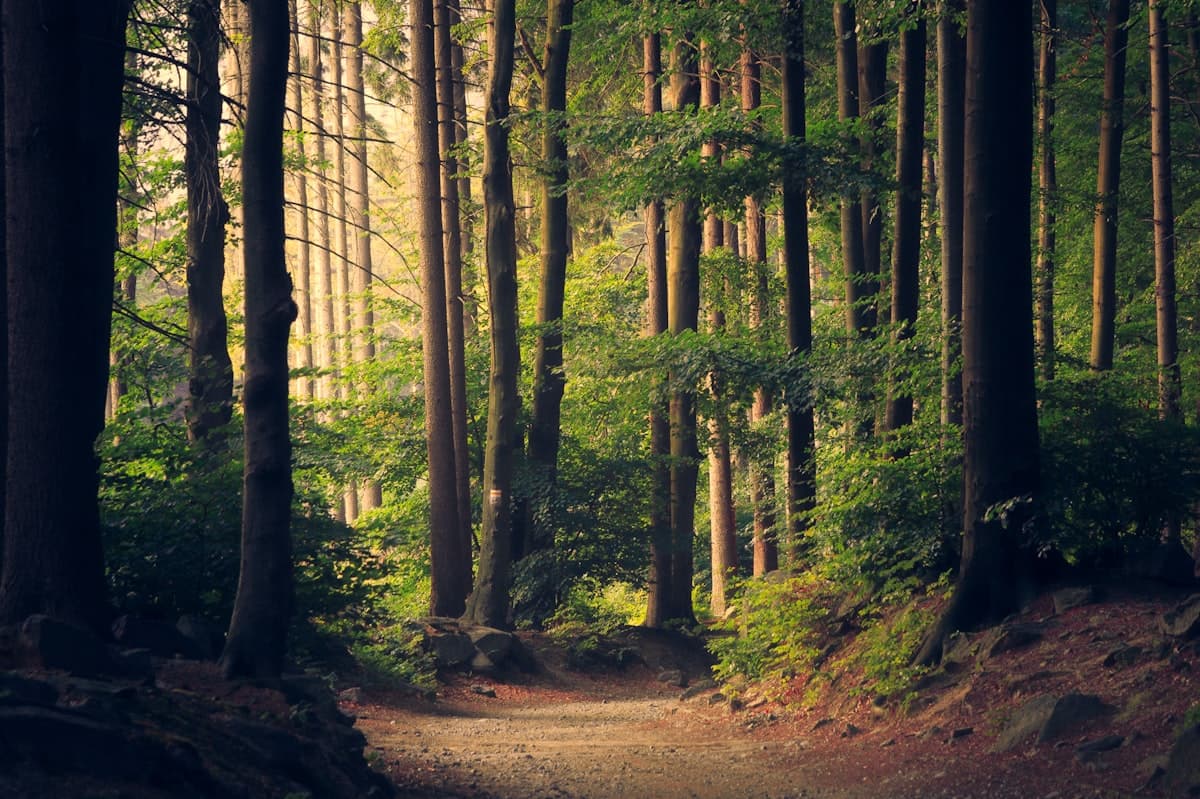 Sunlight through a green canopy — stories from the garden