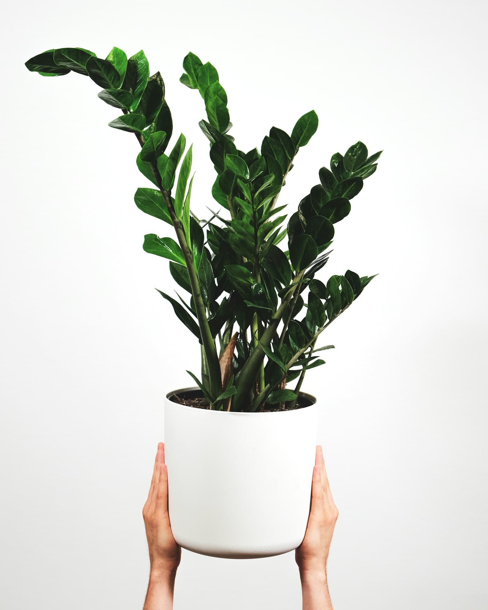 Snake plant in a pot, ready for an office desk